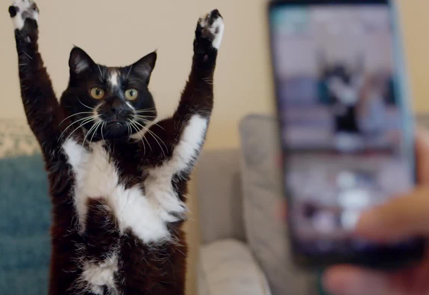 'Cat Daddies' Documentary A Celebration Of Cats And The Men Who Love Them